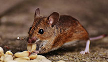 24 Hour & Emergency Exterminators in East Fulton, IL